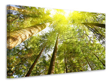 Load image into Gallery viewer, Canvas print Treetops In The Sun