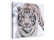 Load image into Gallery viewer, Canvas print The King Tiger