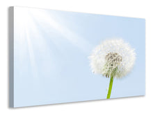 Load image into Gallery viewer, Canvas print Dandelion In Sunbeam