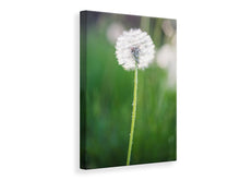 Load image into Gallery viewer, Canvas print Dandelion