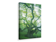 Load image into Gallery viewer, Canvas print The Old Tree