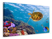 Load image into Gallery viewer, Canvas print The Turtle