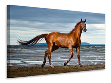 Load image into Gallery viewer, Canvas print A Thoroughbred At The Sea