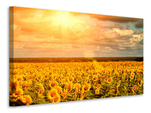 Load image into Gallery viewer, Canvas print Golden Light Sunflower