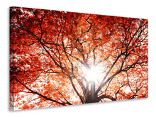 Load image into Gallery viewer, Canvas print Light Of Autumn