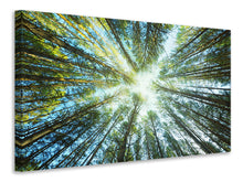 Load image into Gallery viewer, Canvas print Pine Forest