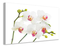 Load image into Gallery viewer, Canvas print Orchids Love