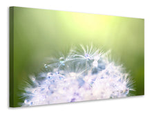 Load image into Gallery viewer, Canvas print Dandelion XL In Morning Dew