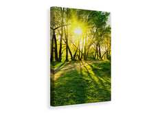 Load image into Gallery viewer, Canvas print Forest Path In Sunlight