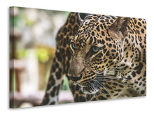 Load image into Gallery viewer, Canvas print Attention cat!