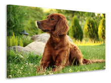 Load image into Gallery viewer, Canvas print Attentive Irish Setter