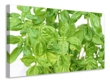 Load image into Gallery viewer, Canvas print Basil in XXL