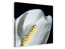 Load image into Gallery viewer, Canvas print Calla Close up in white