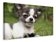 Load image into Gallery viewer, Canvas print Chihuahua to fall in love