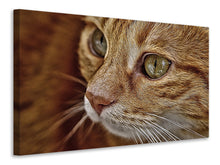 Load image into Gallery viewer, Canvas print Close up cat's head