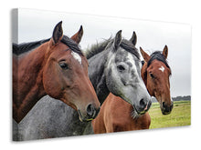 Load image into Gallery viewer, Canvas print The horse trio