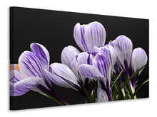 Load image into Gallery viewer, Canvas print The crocus