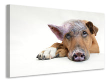 Load image into Gallery viewer, Canvas print The funny pig dog