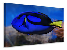 Load image into Gallery viewer, Canvas print The pallet doctorfish