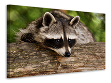 Load image into Gallery viewer, Canvas print The cute raccoon