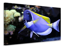 Load image into Gallery viewer, Canvas print The Weisskehl doctorfish fish
