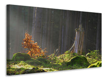 Load image into Gallery viewer, Canvas print The magic in the forest