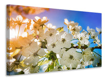 Load image into Gallery viewer, Canvas print The apple tree blossom