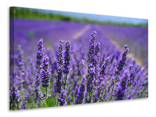 Load image into Gallery viewer, Canvas print The lavender flowers
