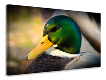 Load image into Gallery viewer, Canvas print The mallard