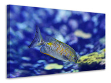 Load image into Gallery viewer, Canvas print A fish in the aquarium