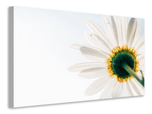 Load image into Gallery viewer, Canvas print A daisy
