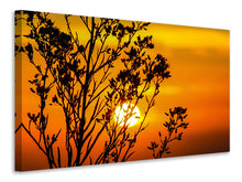 Load image into Gallery viewer, Canvas print A shrub in the sunset