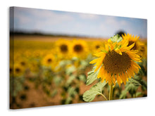 Load image into Gallery viewer, Canvas print A sunflower in the field