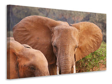 Load image into Gallery viewer, Canvas print Elephant ears