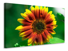 Load image into Gallery viewer, Canvas print Colorful sunflower