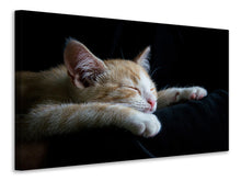 Load image into Gallery viewer, Canvas print Lazy cat