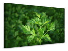 Load image into Gallery viewer, Canvas print Fresh parsley