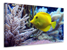 Load image into Gallery viewer, Canvas print Yellow doctor fish XL