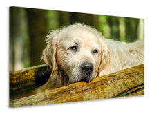 Load image into Gallery viewer, Canvas print Golden Retriever in nature