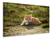 Load image into Gallery viewer, Canvas print Kitten in nature