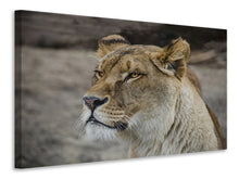 Load image into Gallery viewer, Canvas print Head of a lioness