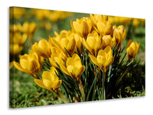 Load image into Gallery viewer, Canvas print Crocuses in spring
