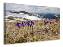Load image into Gallery viewer, Canvas print Purple crocus