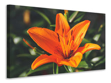 Load image into Gallery viewer, Canvas print Lilies blossom in orange XL