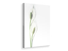 Load image into Gallery viewer, Canvas print Lily seed pods