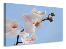 Load image into Gallery viewer, Canvas print Orchid in the sky