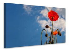 Load image into Gallery viewer, Canvas print Gorgeous poppy