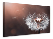 Load image into Gallery viewer, Canvas print Dandelion in the evening light