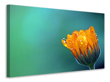 Load image into Gallery viewer, Canvas print Marigold in morning dew
