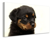 Load image into Gallery viewer, Canvas print Rottweiler puppy to fall in love
